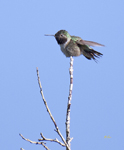 Broad tailed Hummingbird 3245